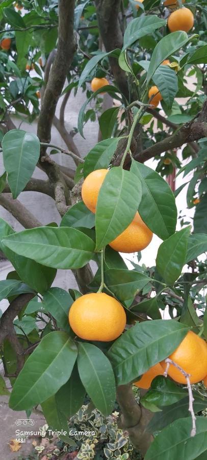 Vecchia Oliva,Kuljica Βίλα Kukljica Εξωτερικό φωτογραφία